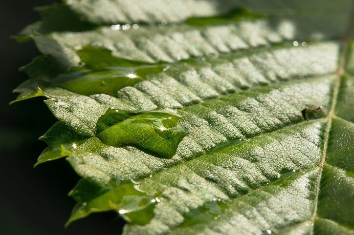 Rainwater + Sustainablility