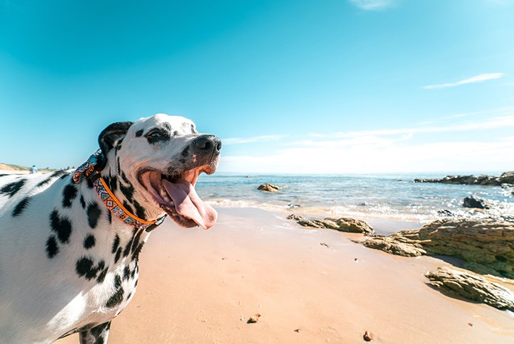 Dog playing on Oregon coast