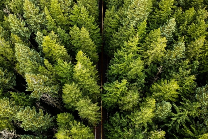 Aerial shot of a two-lane road cutting through dense forest in Oregon.