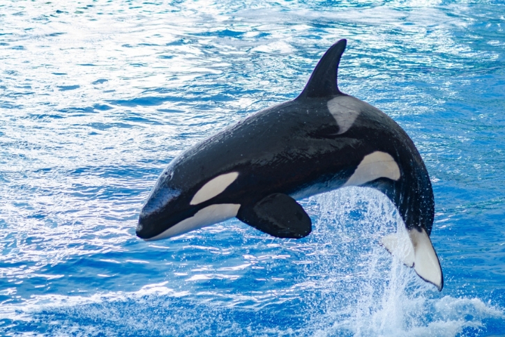 An orca whale jumps out of the water.