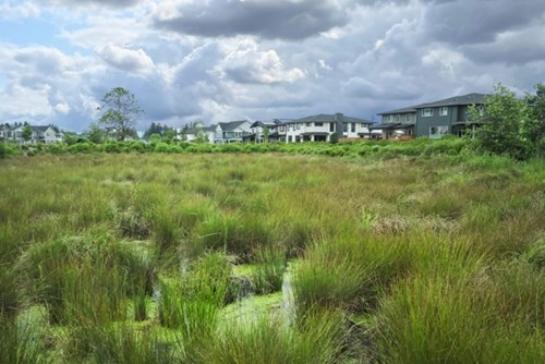 Reed’s Crossing Greenway, a protected natural area, brings a burst of green to the community.