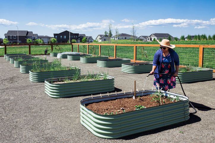 A woman waters plants in the Reed’s Crossing Community Garden on a bright, sunny day.