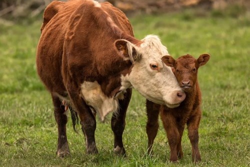 An adult cow nuzzles a baby cow in the middle of a grassy field.