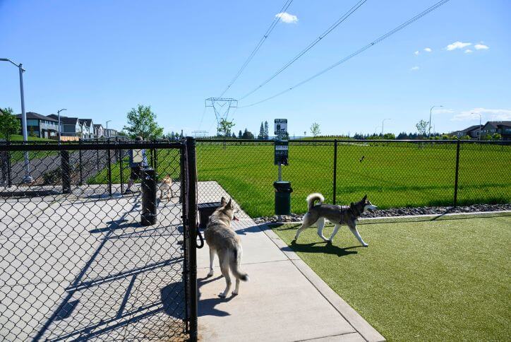 Three dogs and their humans play in the Reed’s Crossing Dog Park.